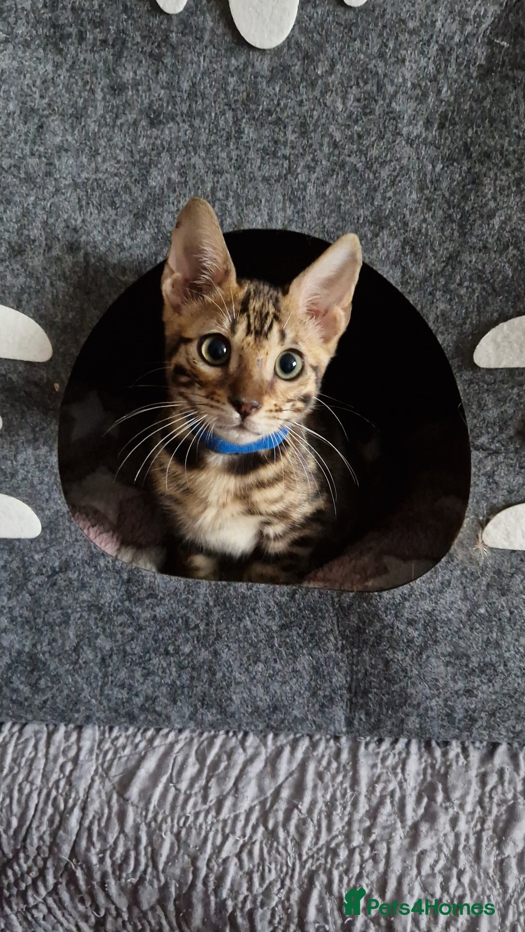 Bengal cats for sale: Last one😍Pure Bengal kittens❤️Ready to go😍 - Image 25