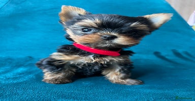 Yorkshire Terrier dogs - Advert 14