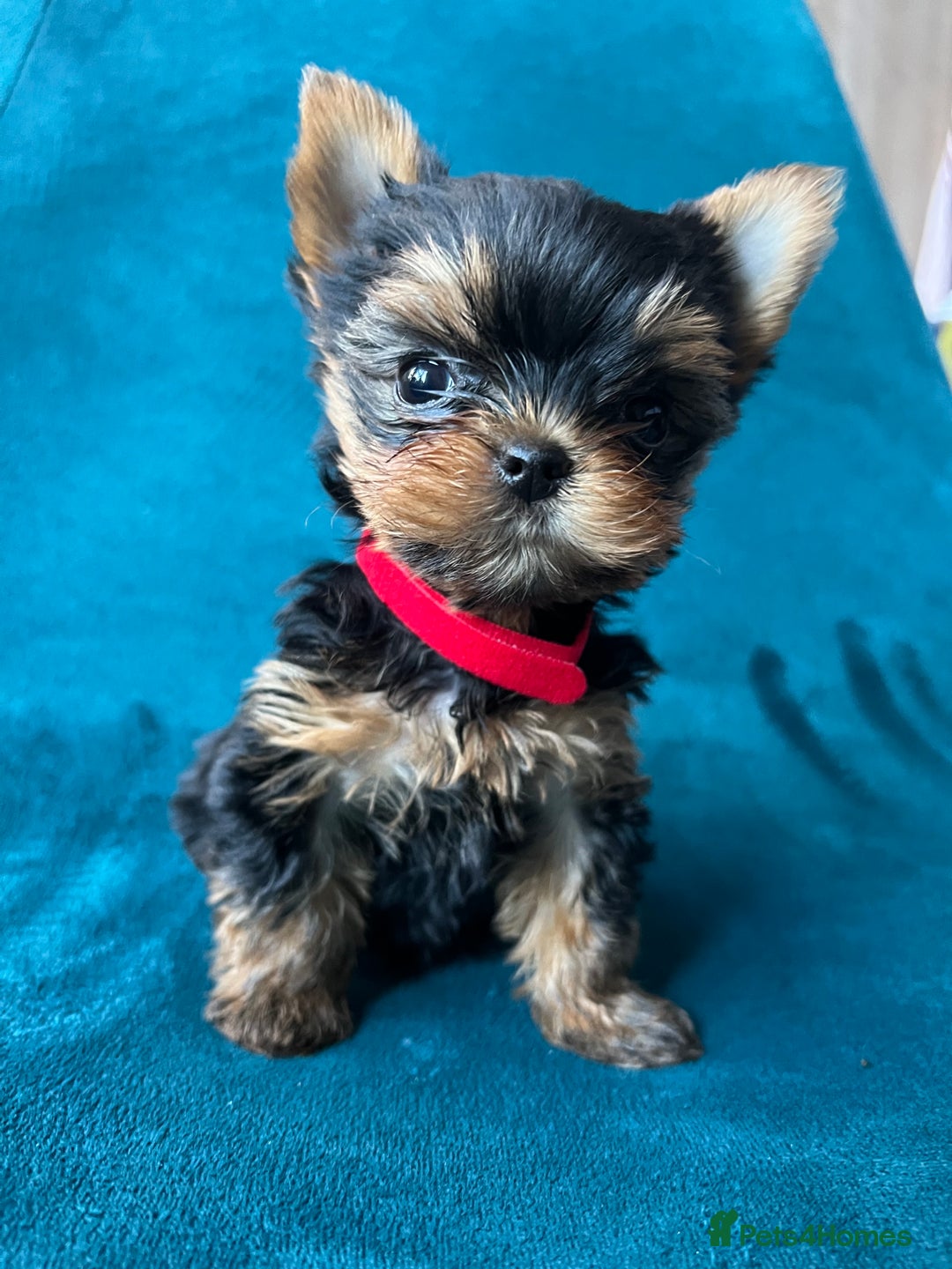 Yorkshire Terrier dogs for sale: Baby face mini pedigree YORKIE pups - Image 2