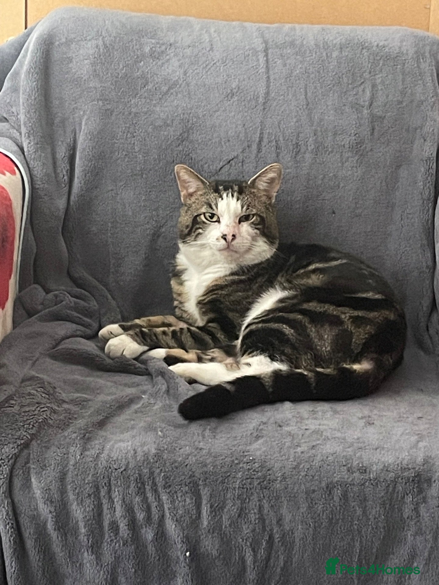 Mixed Breed cats for stud: Male cat - Advert 7