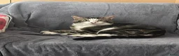 Mixed Breed cats for stud: Male cat in Knottingley - Advert 1
