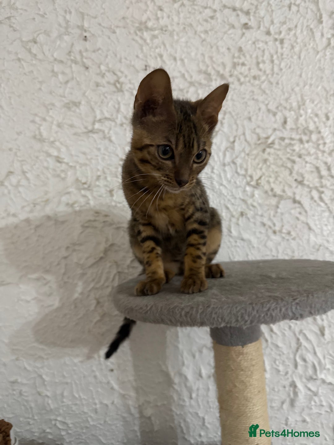 Bengal cats for sale: Male bengal kitten  - Image 10