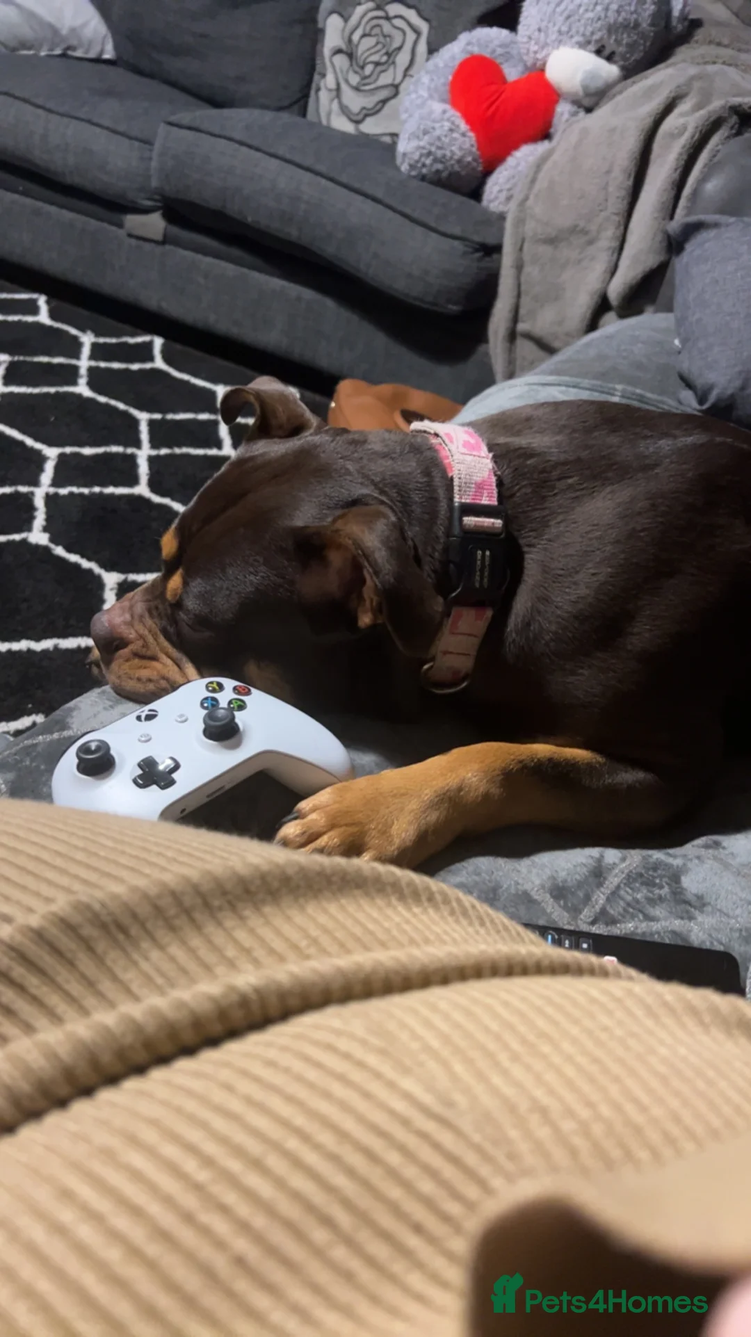 Mixed Breed dogs for sale: Bonnie 4 yr old olde English bulldog - Advert 2