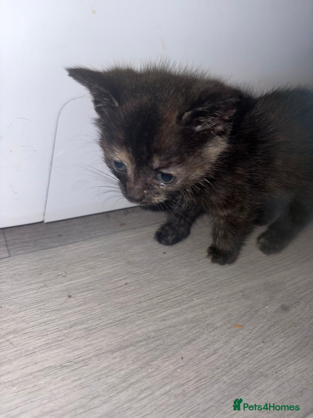 Mixed Breed cats for sale: 5 kittens for sale - Image 6
