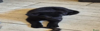 Black spirit 