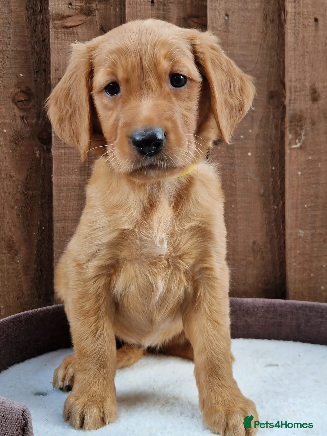 Golden Retriever dogs for sale: Last girl and boy KC Red Golden Retriever - Advert 1