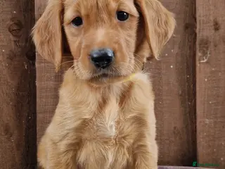 Golden Retriever dogs Last girl and boy KC Red Golden Retriever - Advert 3