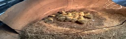 Geese poultry for sale: Ebden goslings in Okehampton - Advert 2