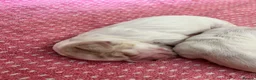 Cocker Spaniel dogs for sale: Gorgeous Show Type Cocker Spaniel Puppies KC Reg - Advert 5
