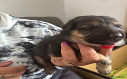 German Shepherd dogs for sale: German Shepard puppies  - Image 2