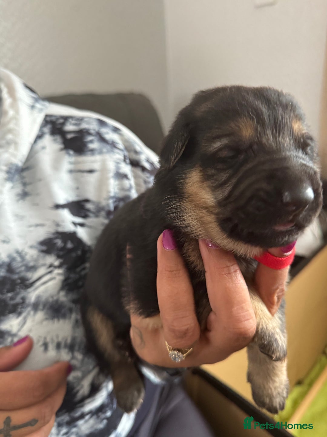 German Shepherd dogs for sale: German Shepard puppies  - Image 2