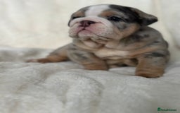English Bulldog dogs for sale: British bulldog  - Image 16