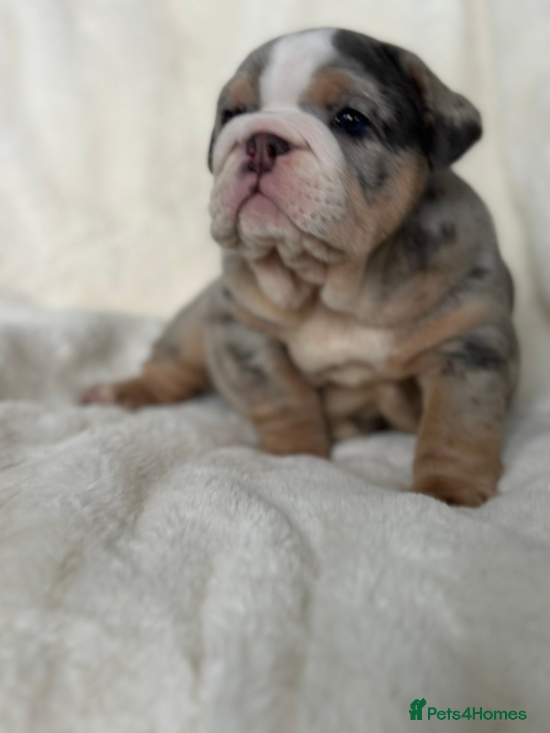 English Bulldog dogs for sale: British bulldog  - Image 16