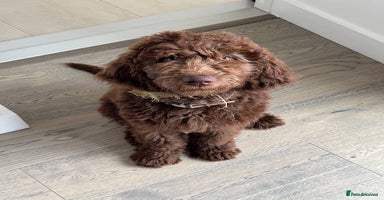 Australian Labradoodle dogs - Advert 8