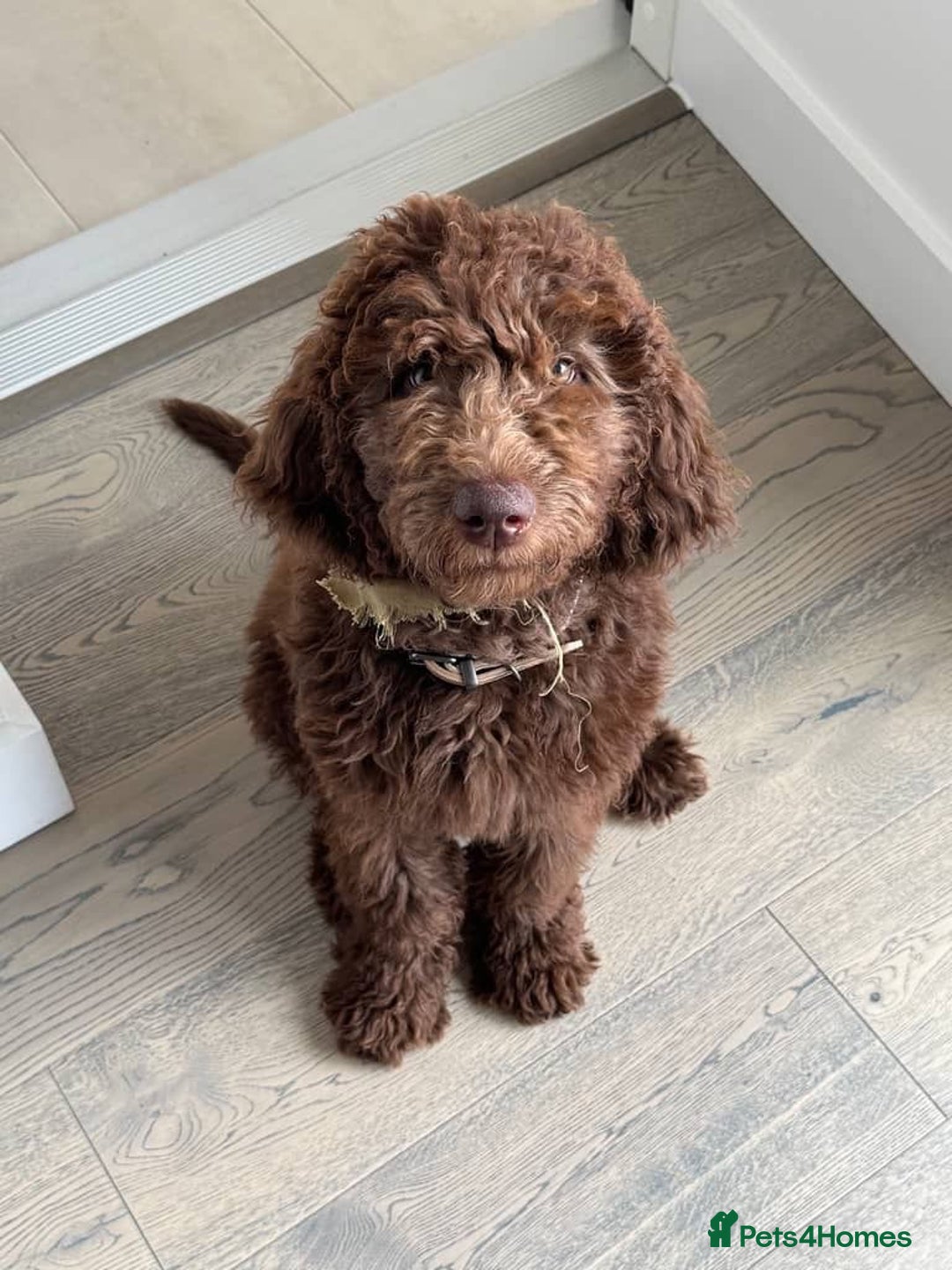 Australian Labradoodle dogs for sale: Beautiful Australian Labradoodle Girl ready now - Image 3