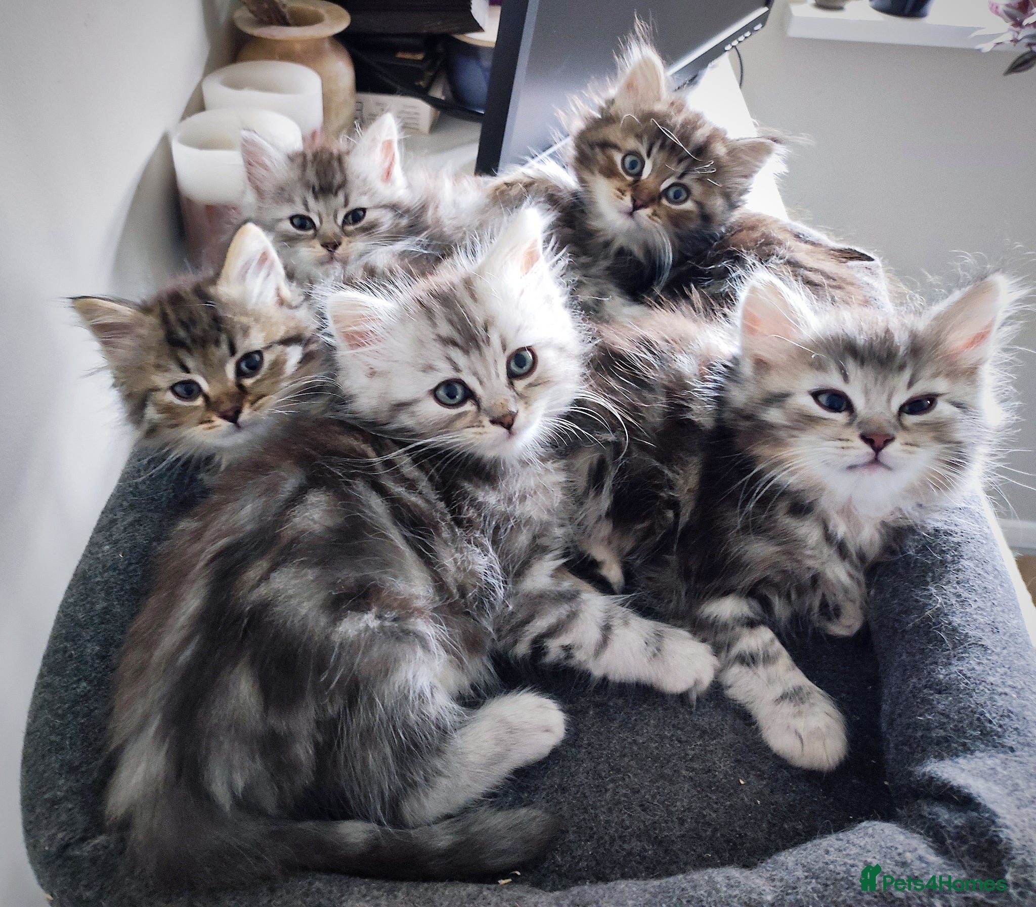 Siberian cats for sale: 🐾 Stunning Siberian cross Maine Coon Kittens 🐾 - Advert 1