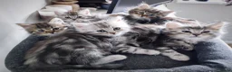 Siberian cats for sale: 🐾 Stunning Siberian cross Maine Coon Kittens 🐾 - Advert 1