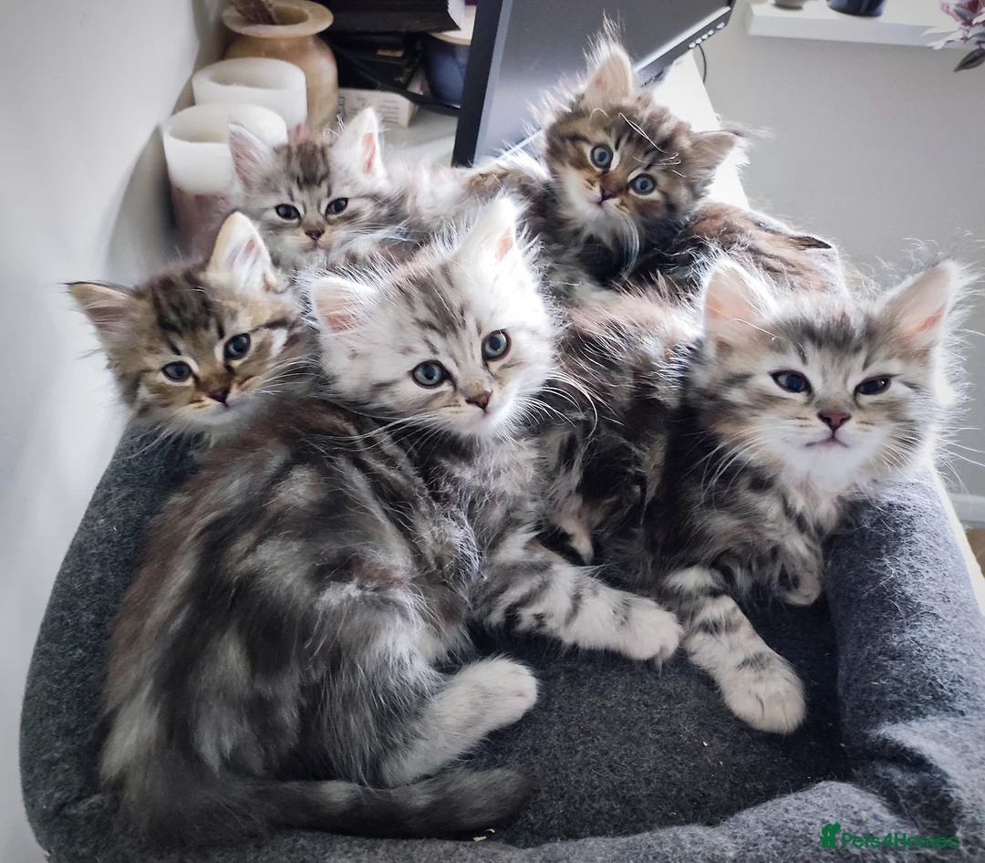 Siberian cats for sale: 🐾 Stunning Siberian cross Maine Coon Kittens 🐾 - Advert 1