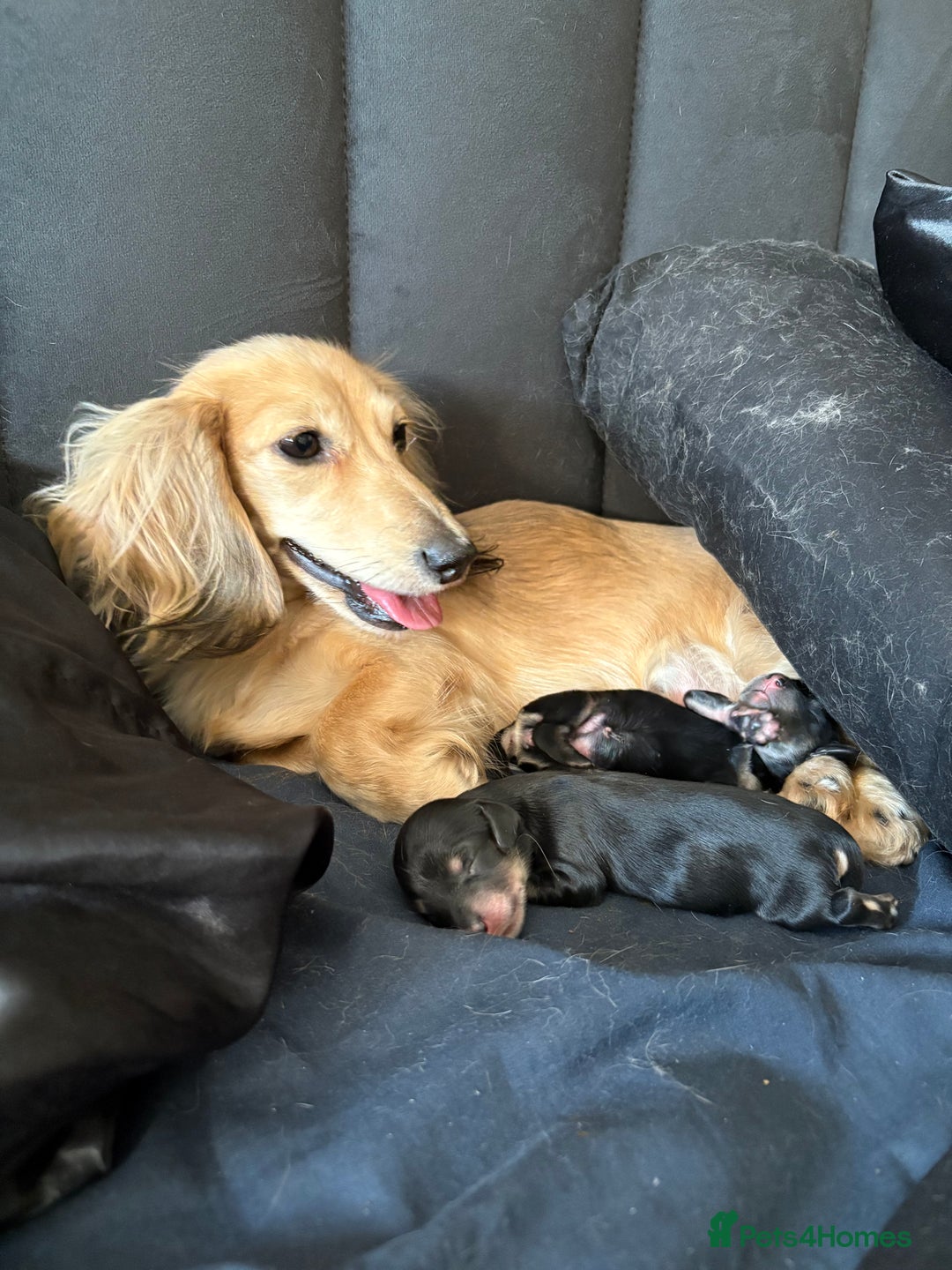 Miniature Dachshund dogs for sale: EXTREMELY FLUFFY Longhaired Miniature Dachshunds  - Image 7
