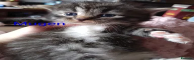 Mugen