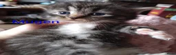 Siberian cats for sale: Adorable Siberian kittens - Advert 20