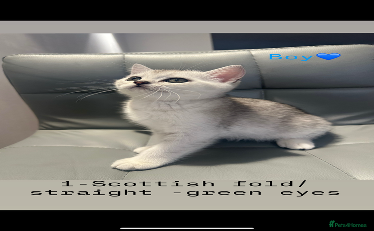 Scottish Fold cats - Advert 11