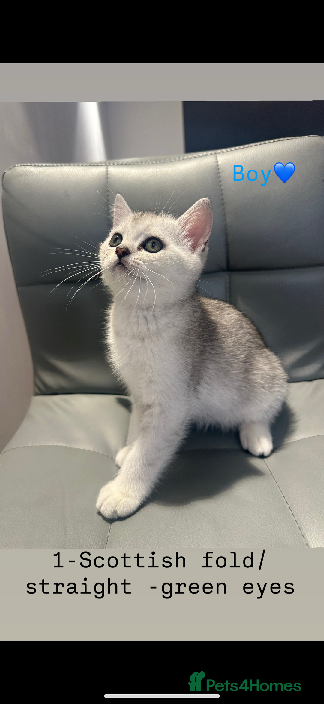 Scottish Fold cats for sale: Scottish fold / Chichilla kittens - Image 1
