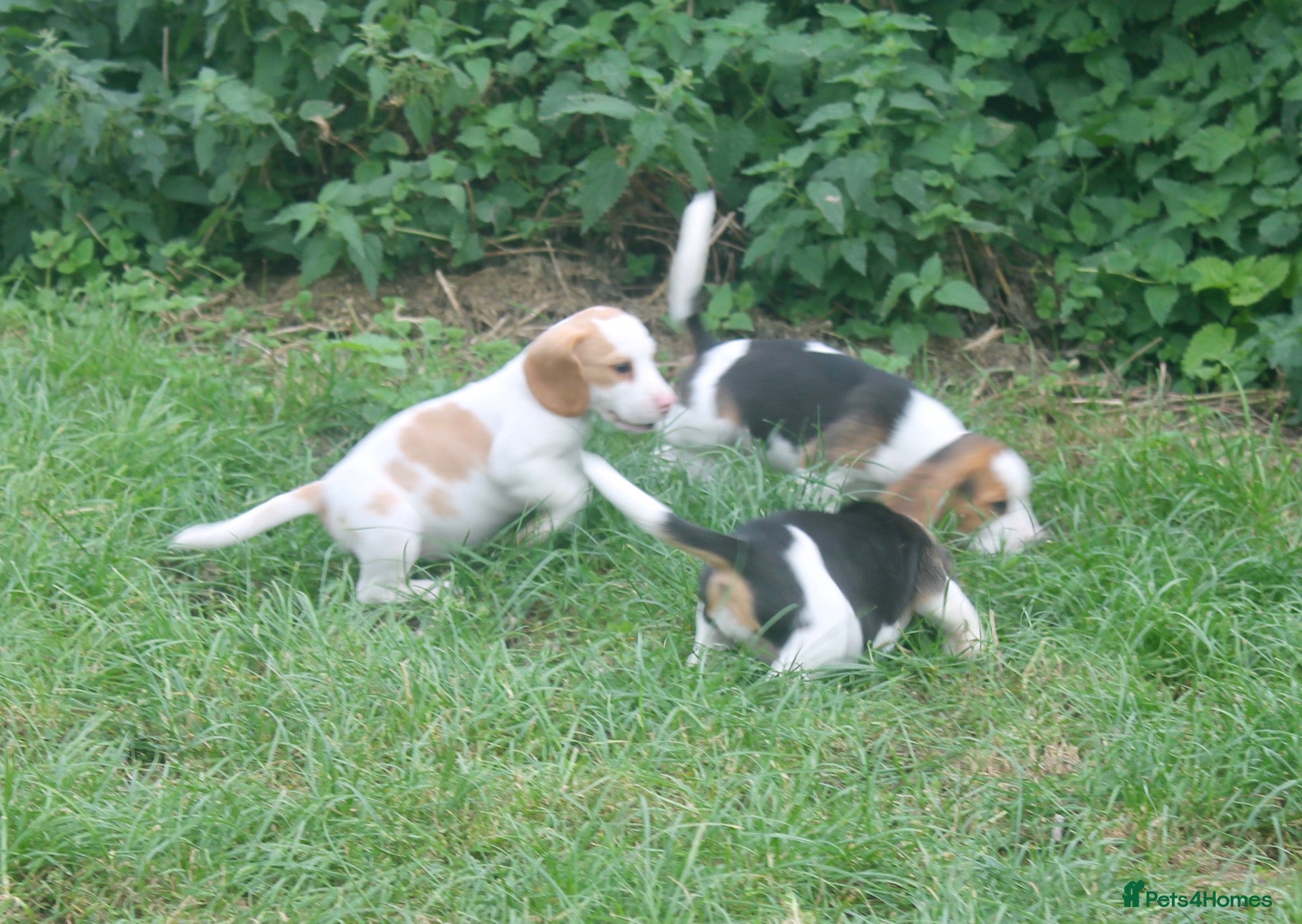 Beagle dogs READY NOW ROYAL KENNEL CLUB REG BEAGLE PUPPIES - Advert 5