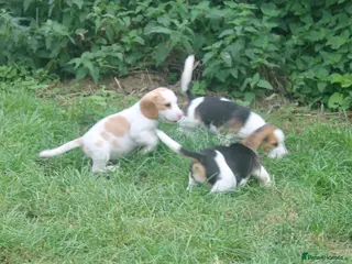 Beagle dogs READY NOW ROYAL KENNEL CLUB REG BEAGLE PUPPIES - Advert 5