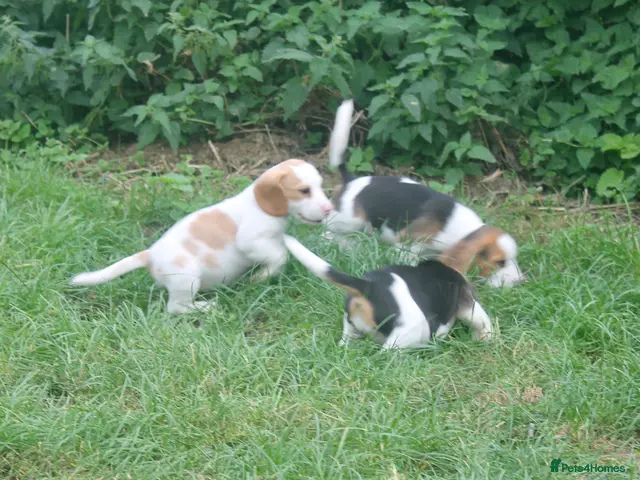 Beagle dogs READY NOW ROYAL KENNEL CLUB REG BEAGLE PUPPIES - Advert 1