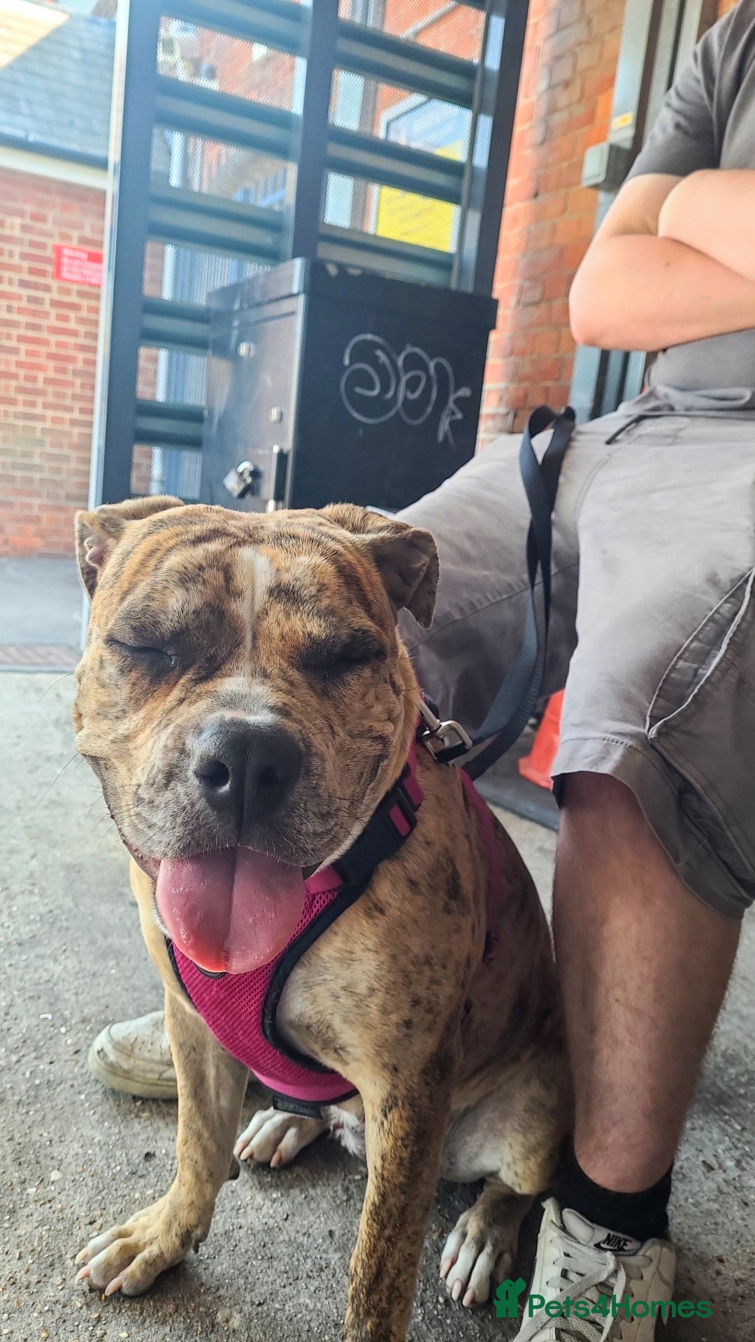 Mixed Breed dogs for sale: 8 month female dog - Image 1