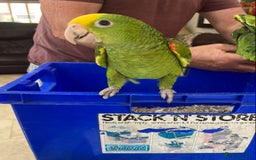 Parrots birds for sale: BABY HANDREARED DOUBLE YELLOW HEADED AMAZONS - Image 6