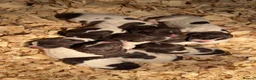 German Shorthaired Pointer dogs for sale: Outstanding versatile German Shorthaired Pointers - Advert 16
