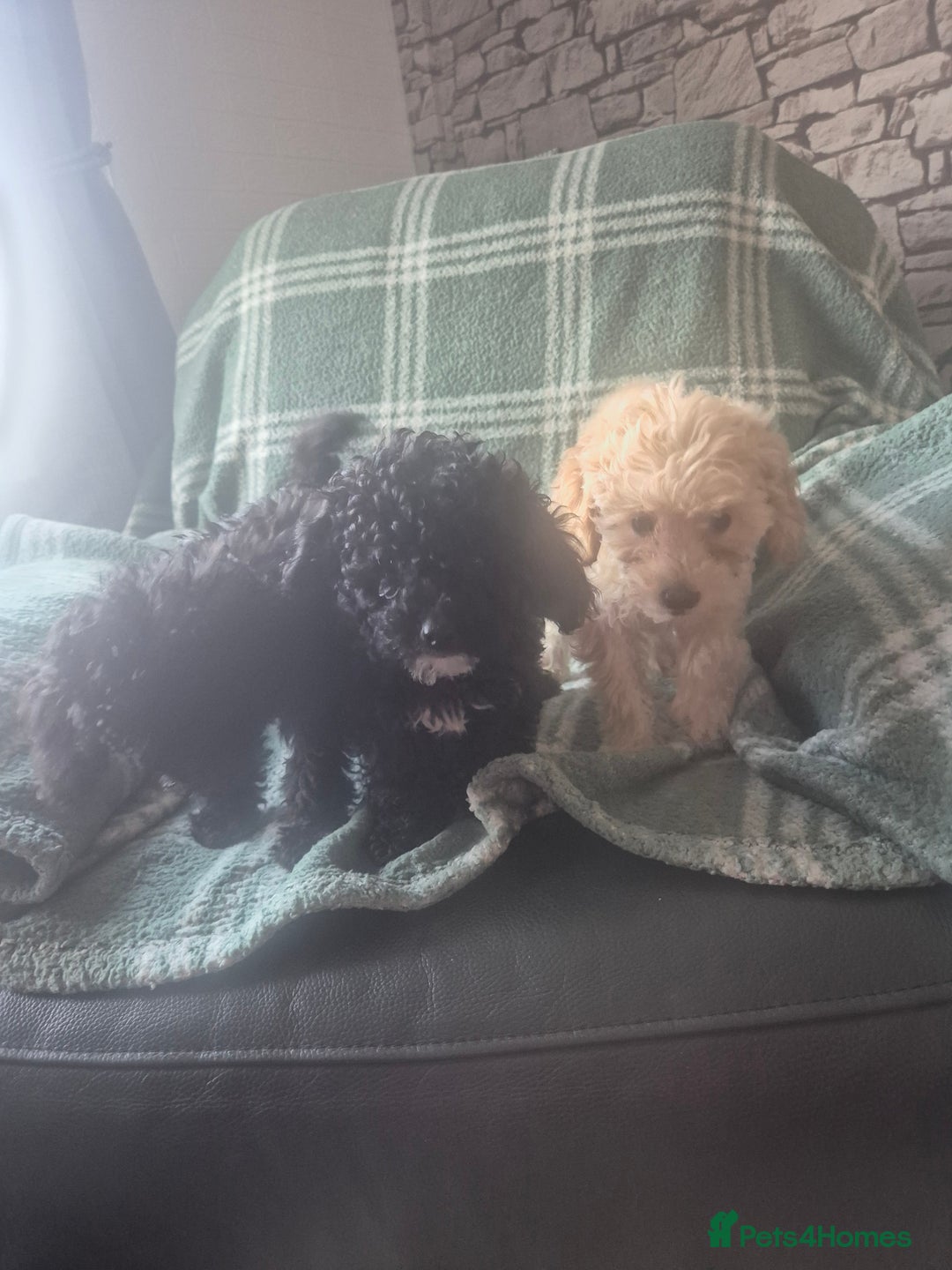 Poodle dogs for sale: 3/4 poodle puppies - Advert 6