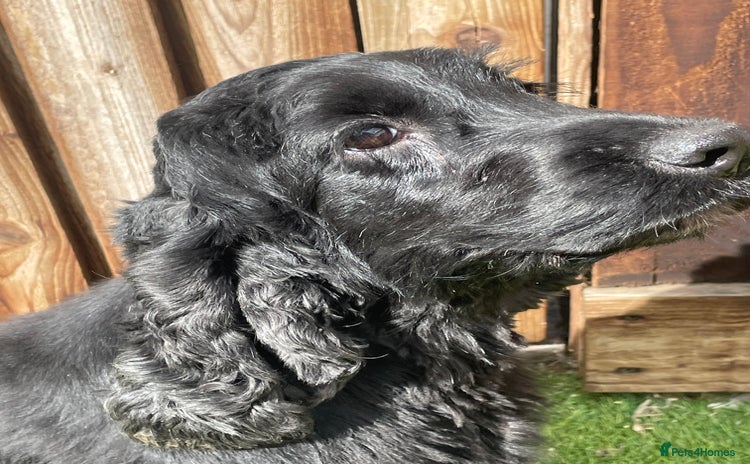Cocker Spaniel dogs - Advert 13