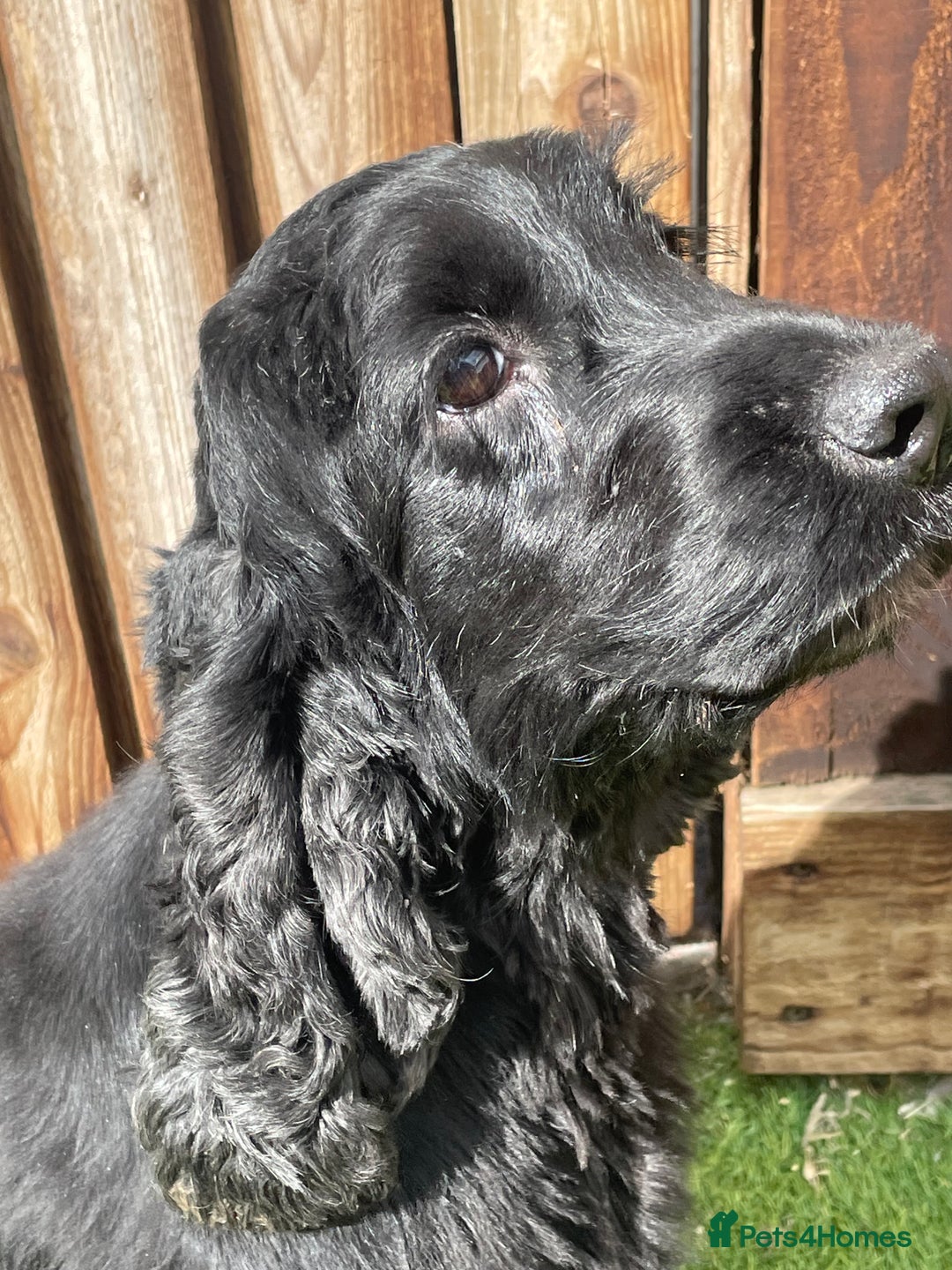 Cocker Spaniel dogs for sale: Show cocker - Image 1