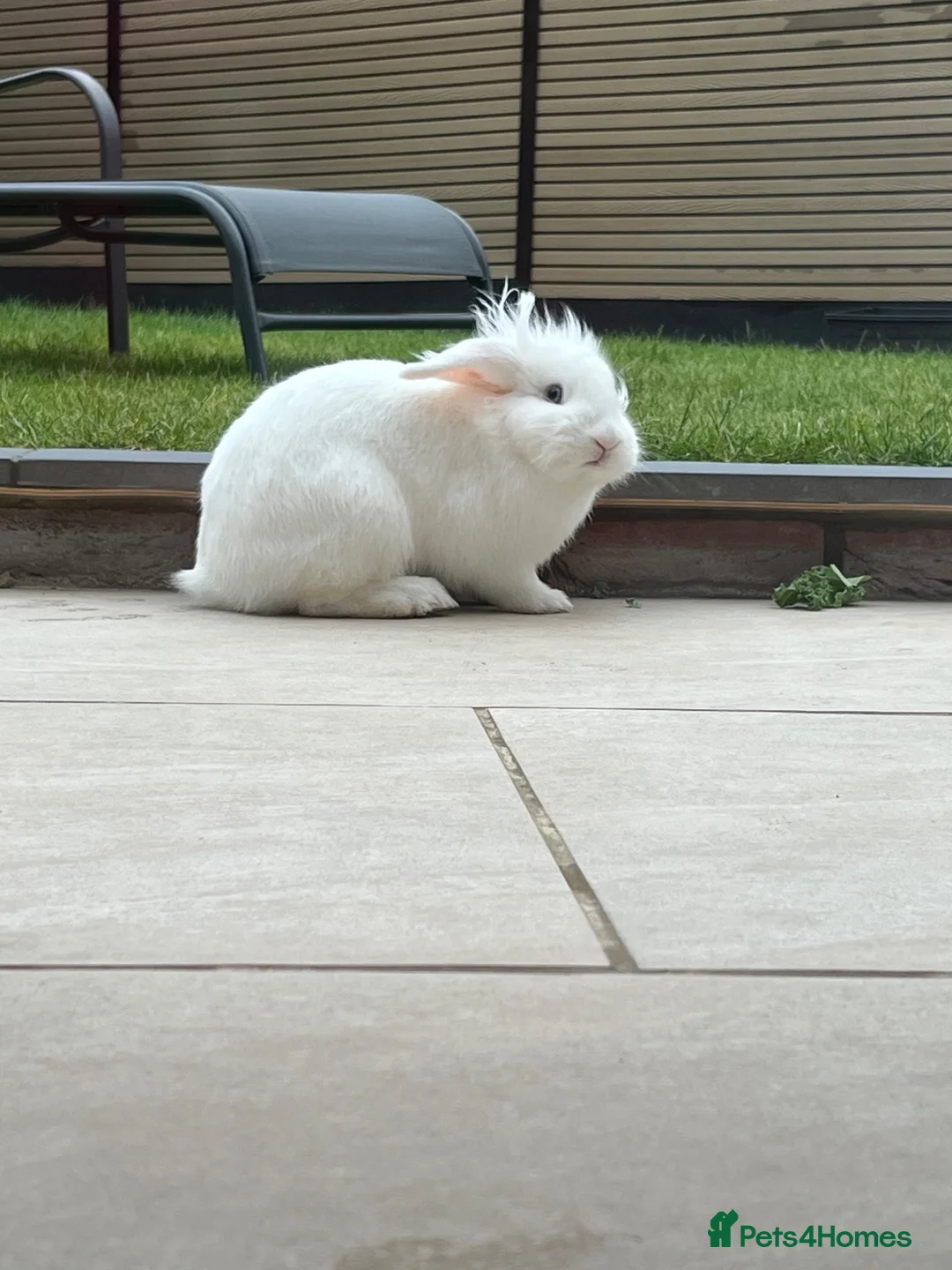 Lionhead rabbits for sale: Two female lionhead rabbits & hutch  in Gosport - Advert 2