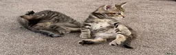 Mixed Breed cats for sale: British Blue Tabby X Domestic Short Hair Kittens in Luton - Advert 6