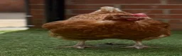 Chickens poultry for sale: Easter egger hybrid & 3 ex battery hens for rehome in Saint Helens - Advert 5