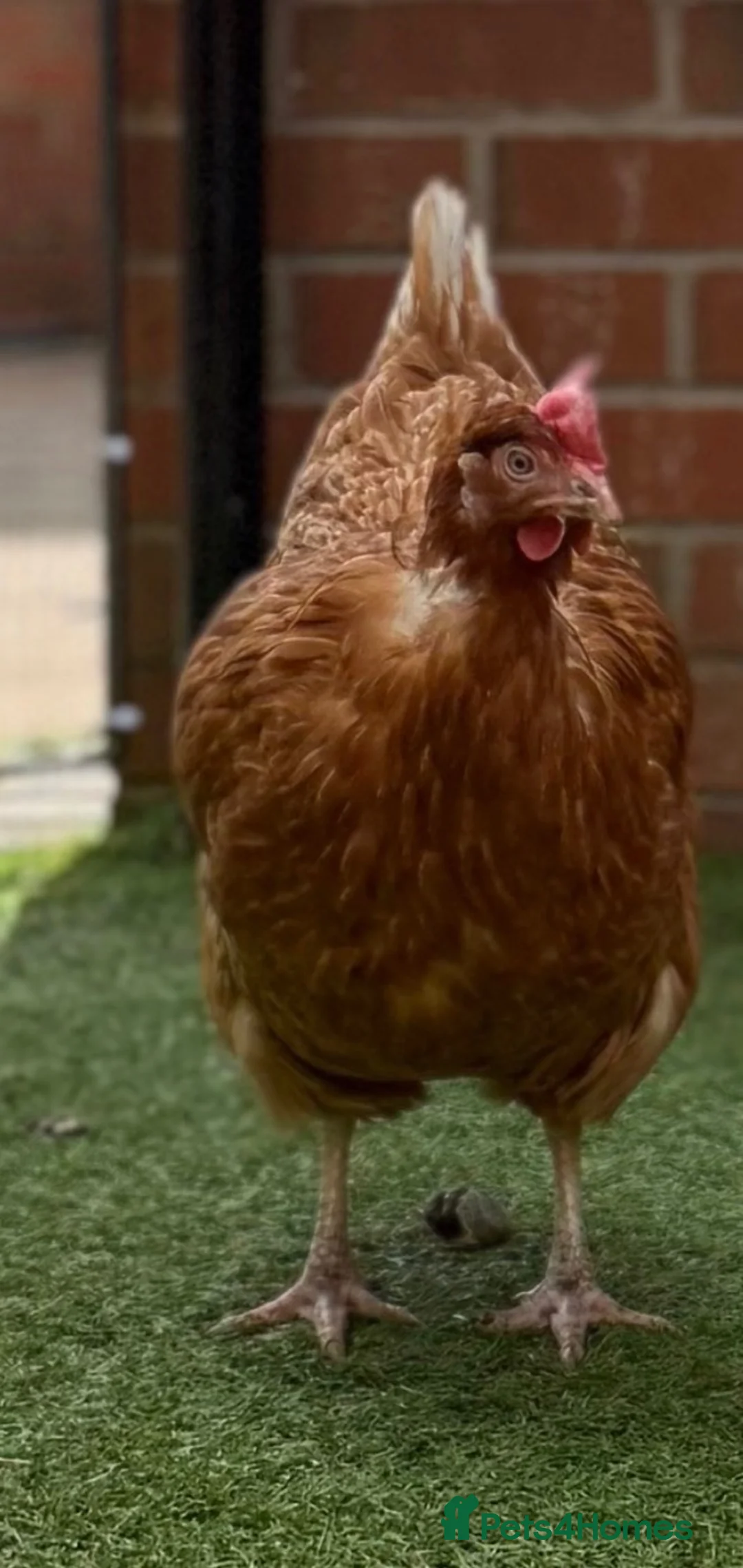 Chickens poultry for sale: Easter egger hybrid & 3 ex battery hens for rehome in Saint Helens - Advert 5