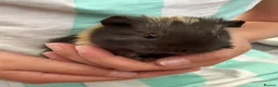 Guinea Pig rodents for sale: Guinea Pig babies  - Advert 6