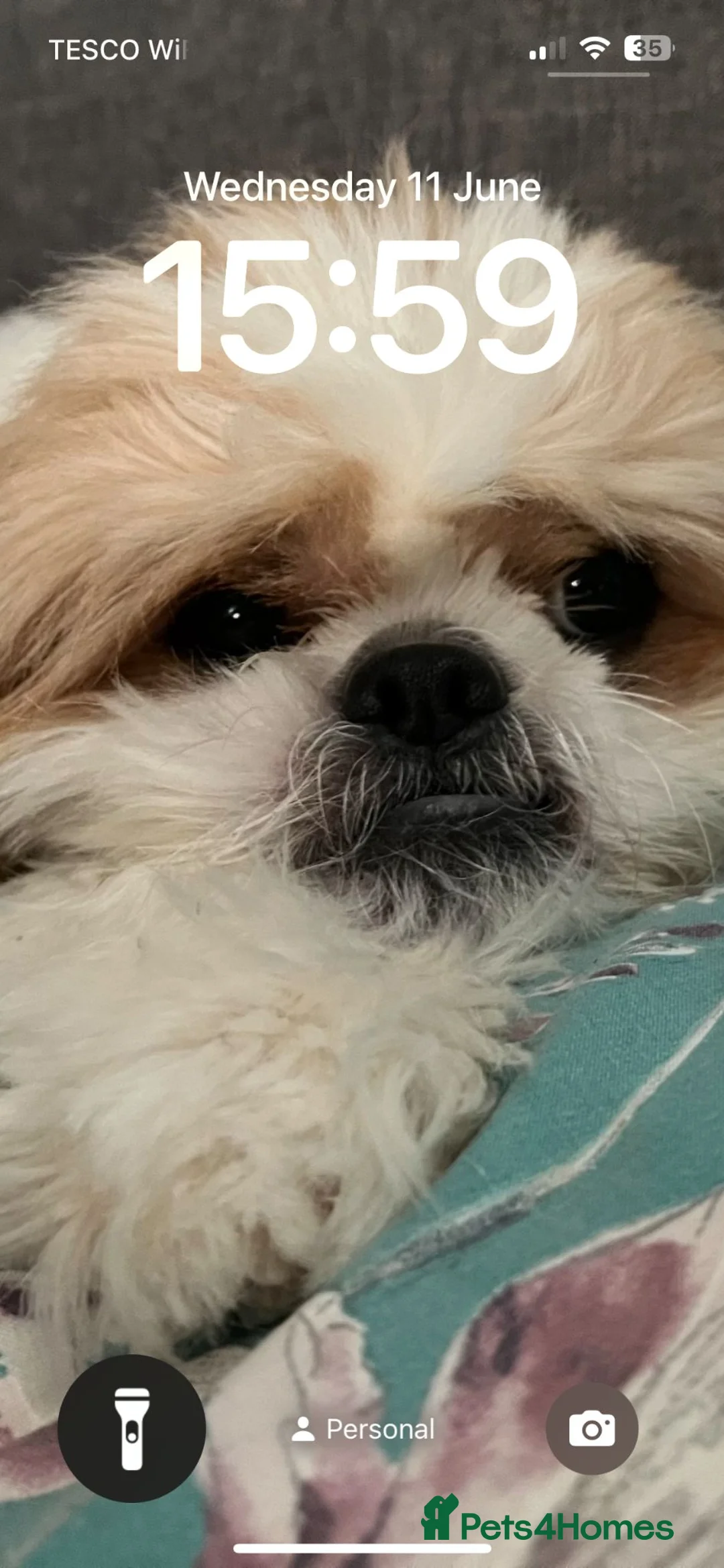 Shih Tzu dogs for sale: Heartbreaking rehome needed for Shih Tzu in Dereham - Advert 10