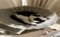 Mixed Breed cats for sale: White and black kittens - Image 20