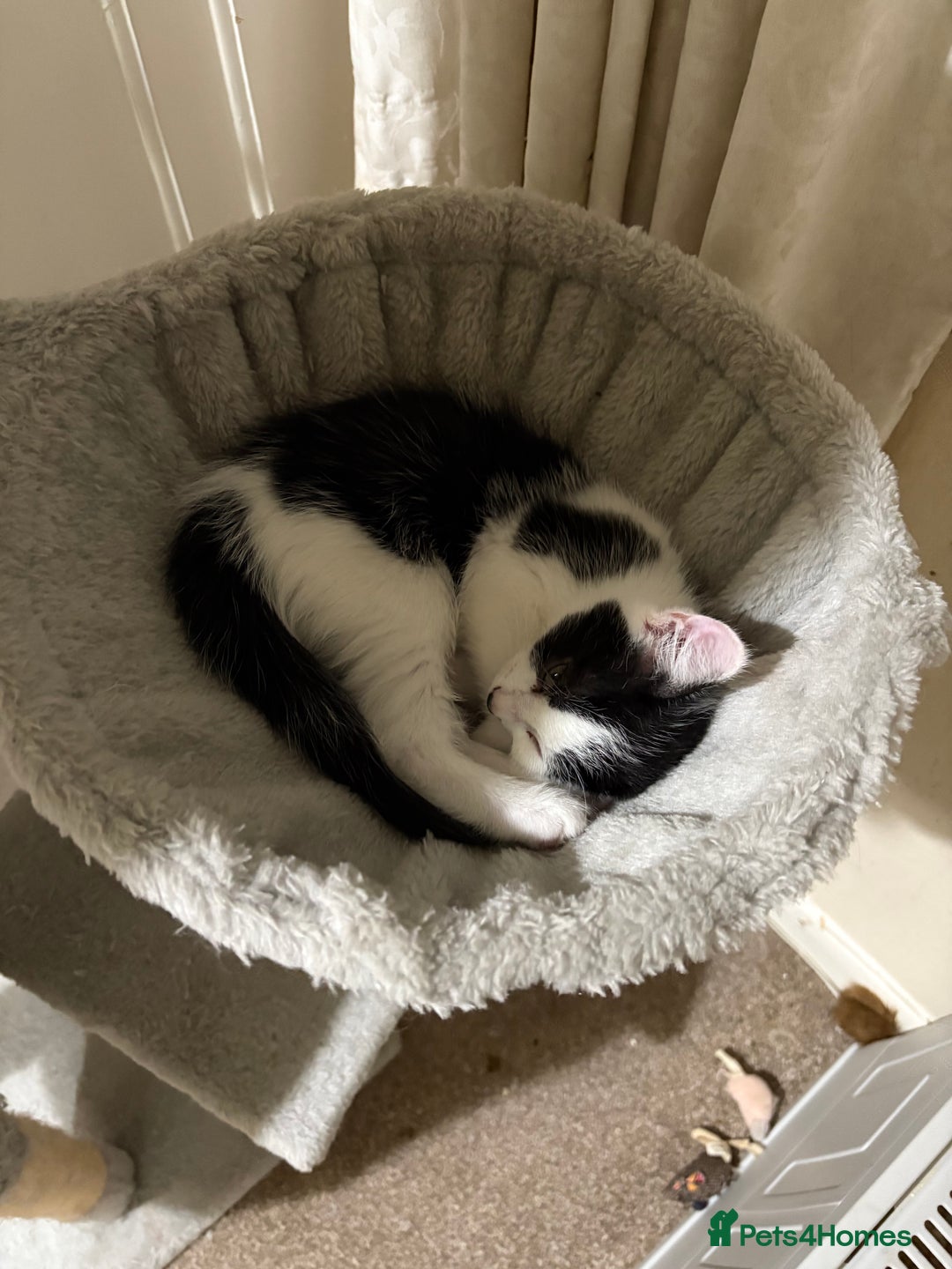 Mixed Breed cats for sale: White and black kittens - Image 20