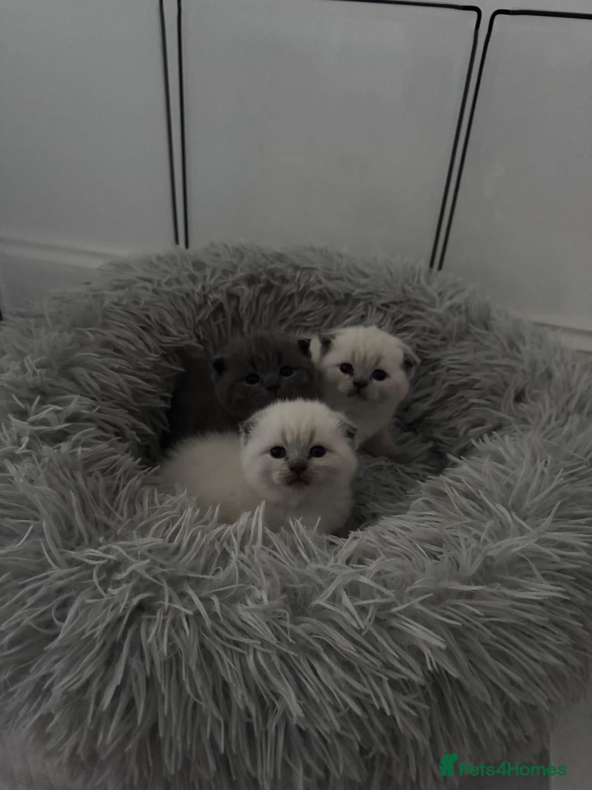 British Shorthair cats British Shorthair kittens - Advert 1