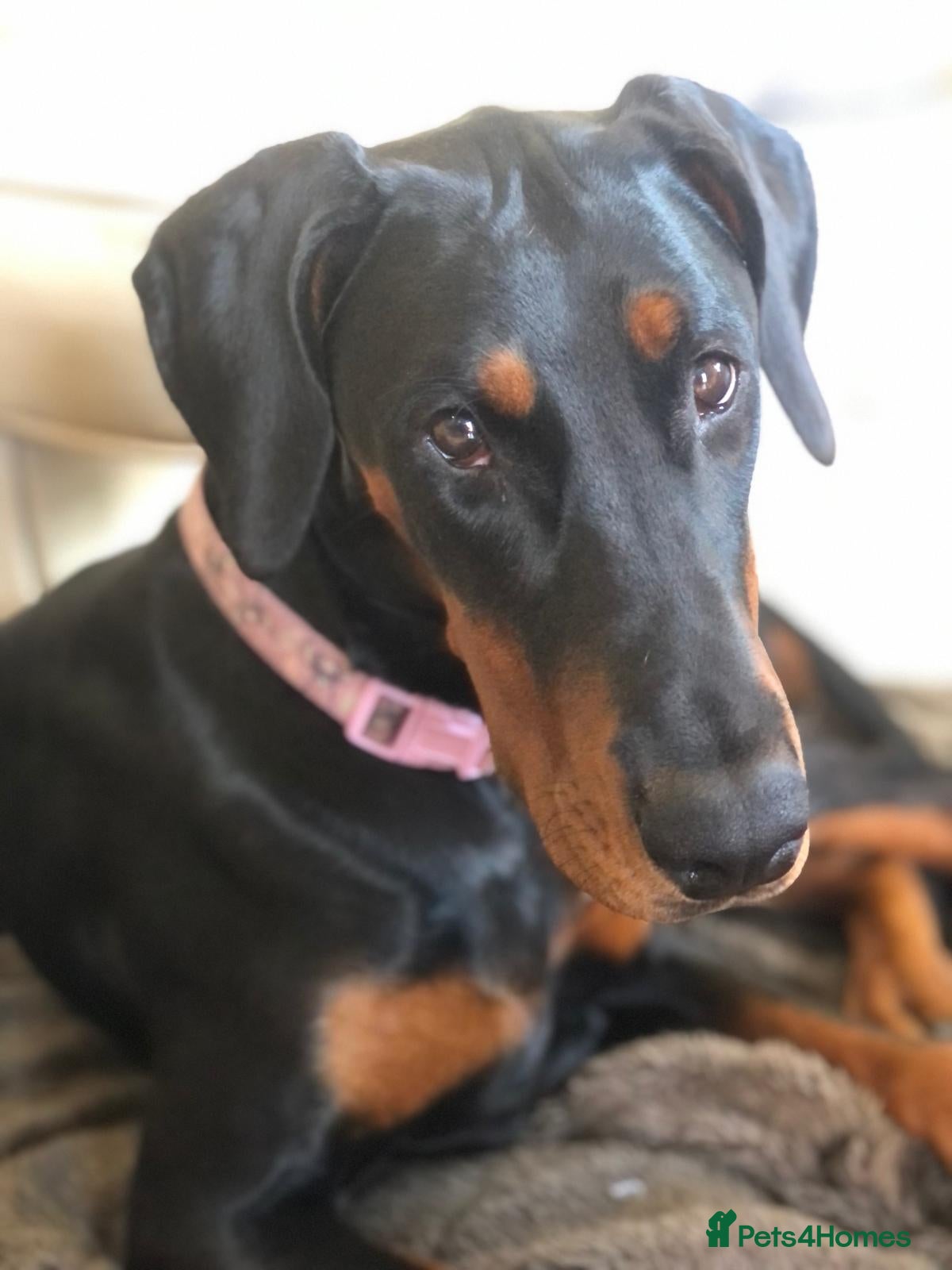 Dobermann dogs Beautiful Dobermann Pups - Advert 1