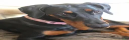 Dobermann dogs for sale: Beautiful Dobermann Pups - Advert 1