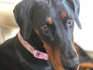 Dobermann dogs Beautiful Dobermann Pups - Advert 6