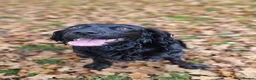 Cocker Spaniel dogs for sale: Working cocker spaniel puppies  in Tonbridge - Advert 6
