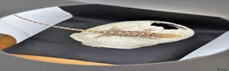 Bearded Dragon reptiles for sale: Spectacular baby dragons *ready now* in Pontypool - Advert 5